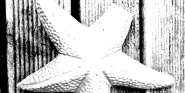 starfish