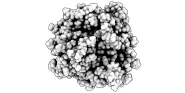 prostate specific antigen