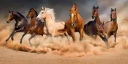 six horses and equus