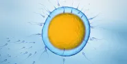 human egg