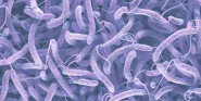cholera
