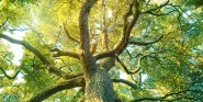 ecological approach