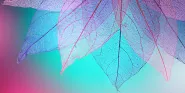 transparency