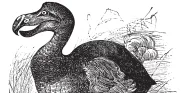 Dodo