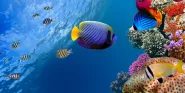 aquatic health