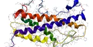 human growth hormone