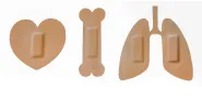 organ donation