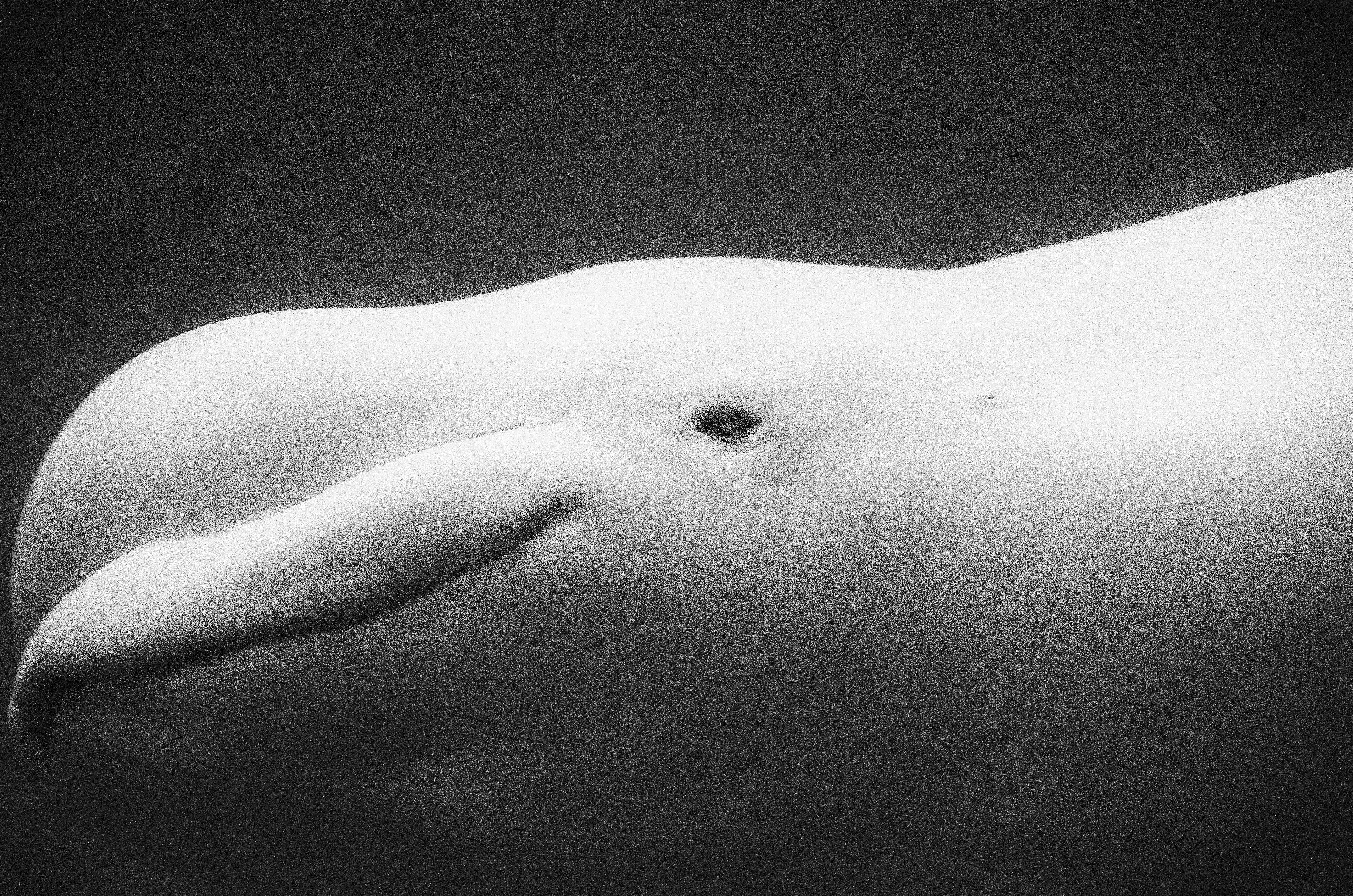Beluga Whale